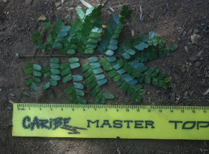  ( - BioBot01978)  @11 [ ] CreativeCommons - Attribution Non-Commercial Share-Alike (2010) Daniel H. Janzen Guanacaste Dry Forest Conservation Fund