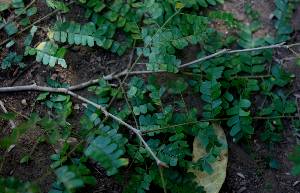  ( - BioBot01978)  @11 [ ] CreativeCommons - Attribution Non-Commercial Share-Alike (2010) Daniel H. Janzen Guanacaste Dry Forest Conservation Fund