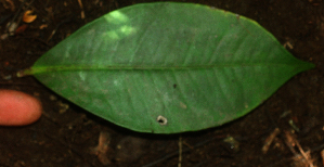  ( - BioBot01993)  @11 [ ] CreativeCommons - Attribution Non-Commercial Share-Alike (2010) Daniel H. Janzen Guanacaste Dry Forest Conservation Fund