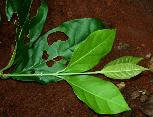  ( - BioBot02281)  @11 [ ] CreativeCommons - Attribution Non-Commercial Share-Alike (2010) Daniel H. Janzen Guanacaste Dry Forest Conservation Fund