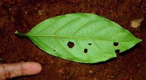  ( - BioBot02281)  @11 [ ] CreativeCommons - Attribution Non-Commercial Share-Alike (2010) Daniel H. Janzen Guanacaste Dry Forest Conservation Fund