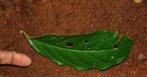  (Tetrapterys tinifolia - BioBot02281)  @11 [ ] CreativeCommons - Attribution Non-Commercial Share-Alike (2010) Daniel H. Janzen Guanacaste Dry Forest Conservation Fund