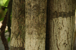  ( - BioBot02282)  @11 [ ] CreativeCommons - Attribution Non-Commercial Share-Alike (2010) Daniel H. Janzen Guanacaste Dry Forest Conservation Fund