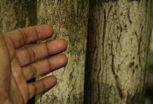  ( - BioBot02282)  @11 [ ] CreativeCommons - Attribution Non-Commercial Share-Alike (2010) Daniel H. Janzen Guanacaste Dry Forest Conservation Fund