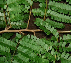  ( - BioBot02282)  @11 [ ] CreativeCommons - Attribution Non-Commercial Share-Alike (2010) Daniel H. Janzen Guanacaste Dry Forest Conservation Fund