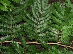  ( - BioBot02282)  @11 [ ] CreativeCommons - Attribution Non-Commercial Share-Alike (2010) Daniel H. Janzen Guanacaste Dry Forest Conservation Fund