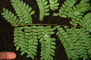  ( - BioBot02282)  @11 [ ] CreativeCommons - Attribution Non-Commercial Share-Alike (2010) Daniel H. Janzen Guanacaste Dry Forest Conservation Fund