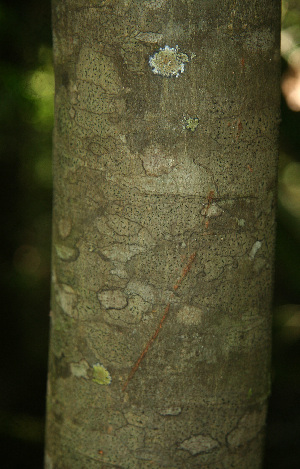  ( - BioBot02283)  @11 [ ] CreativeCommons - Attribution Non-Commercial Share-Alike (2010) Daniel H. Janzen Guanacaste Dry Forest Conservation Fund