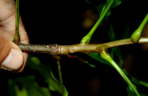  ( - BioBot02283)  @11 [ ] CreativeCommons - Attribution Non-Commercial Share-Alike (2010) Daniel H. Janzen Guanacaste Dry Forest Conservation Fund