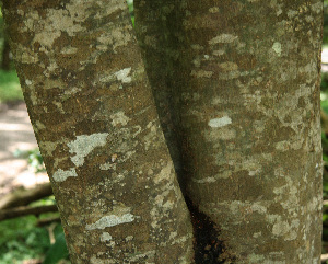  ( - BioBot02285)  @11 [ ] CreativeCommons - Attribution Non-Commercial Share-Alike (2010) Daniel H. Janzen Guanacaste Dry Forest Conservation Fund