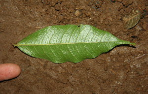  ( - BioBot02303)  @11 [ ] CreativeCommons - Attribution Non-Commercial Share-Alike (2010) Daniel H. Janzen Guanacaste Dry Forest Conservation Fund