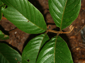  ( - BioBot02314)  @11 [ ] CreativeCommons - Attribution Non-Commercial Share-Alike (2010) Daniel H. Janzen Guanacaste Dry Forest Conservation Fund
