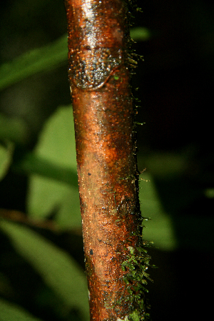  ( - BioBot02315)  @11 [ ] CreativeCommons - Attribution Non-Commercial Share-Alike (2010) Daniel H. Janzen Guanacaste Dry Forest Conservation Fund
