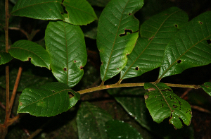  ( - BioBot02315)  @11 [ ] CreativeCommons - Attribution Non-Commercial Share-Alike (2010) Daniel H. Janzen Guanacaste Dry Forest Conservation Fund