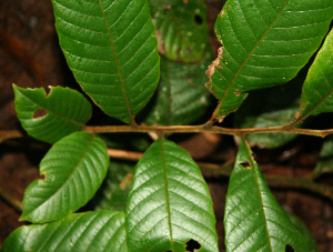  ( - BioBot02315)  @11 [ ] CreativeCommons - Attribution Non-Commercial Share-Alike (2010) Daniel H. Janzen Guanacaste Dry Forest Conservation Fund