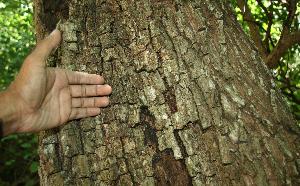  ( - BioBot02333)  @11 [ ] CreativeCommons - Attribution Non-Commercial Share-Alike (2010) Daniel H. Janzen Guanacaste Dry Forest Conservation Fund