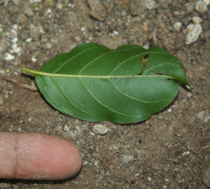  ( - BioBot02333)  @11 [ ] CreativeCommons - Attribution Non-Commercial Share-Alike (2010) Daniel H. Janzen Guanacaste Dry Forest Conservation Fund