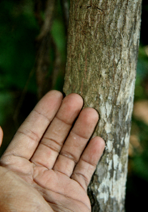  ( - BioBot02334)  @11 [ ] CreativeCommons - Attribution Non-Commercial Share-Alike (2010) Daniel H. Janzen Guanacaste Dry Forest Conservation Fund