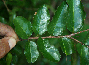  ( - BioBot02334)  @11 [ ] CreativeCommons - Attribution Non-Commercial Share-Alike (2010) Daniel H. Janzen Guanacaste Dry Forest Conservation Fund