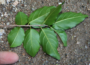  ( - BioBot02334)  @11 [ ] CreativeCommons - Attribution Non-Commercial Share-Alike (2010) Daniel H. Janzen Guanacaste Dry Forest Conservation Fund