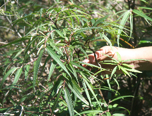  ( - BioBot02337)  @11 [ ] CreativeCommons - Attribution Non-Commercial Share-Alike (2010) Daniel H. Janzen Guanacaste Dry Forest Conservation Fund