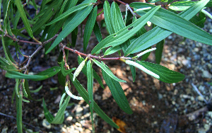  ( - BioBot02337)  @11 [ ] CreativeCommons - Attribution Non-Commercial Share-Alike (2010) Daniel H. Janzen Guanacaste Dry Forest Conservation Fund