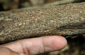  ( - BioBot02340)  @11 [ ] CreativeCommons - Attribution Non-Commercial Share-Alike (2010) Daniel H. Janzen Guanacaste Dry Forest Conservation Fund