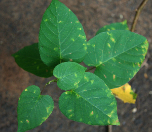  ( - BioBot02341)  @11 [ ] CreativeCommons - Attribution Non-Commercial Share-Alike (2010) Daniel H. Janzen Guanacaste Dry Forest Conservation Fund