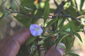  (Jacquemontia mexicana - BioBot02345)  @11 [ ] CreativeCommons - Attribution Non-Commercial Share-Alike (2010) Daniel H. Janzen Guanacaste Dry Forest Conservation Fund