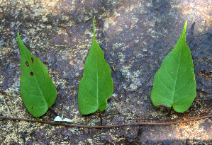  ( - BioBot02347)  @11 [ ] CreativeCommons - Attribution Non-Commercial Share-Alike (2010) Daniel H. Janzen Guanacaste Dry Forest Conservation Fund