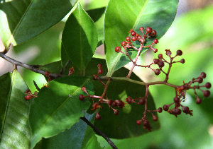  ( - BioBot02351)  @11 [ ] CreativeCommons - Attribution Non-Commercial Share-Alike (2010) Daniel H. Janzen Guanacaste Dry Forest Conservation Fund