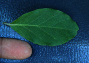  ( - BioBot02357)  @11 [ ] CreativeCommons - Attribution Non-Commercial Share-Alike (2010) Daniel H. Janzen Guanacaste Dry Forest Conservation Fund