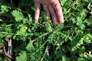  (Asteraceae Espinoza5746 - BioBot02362)  @13 [ ] CreativeCommons - Attribution Non-Commercial Share-Alike (2010) Daniel H. Janzen Guanacaste Dry Forest Conservation Fund