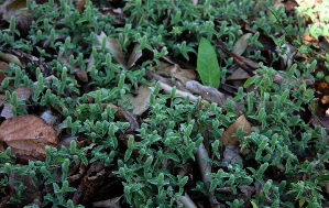  ( - BioBot02367)  @11 [ ] CreativeCommons - Attribution Non-Commercial Share-Alike (2010) Daniel H. Janzen Guanacaste Dry Forest Conservation Fund