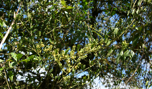  ( - BioBot02369)  @11 [ ] CreativeCommons - Attribution Non-Commercial Share-Alike (2010) Daniel H. Janzen Guanacaste Dry Forest Conservation Fund