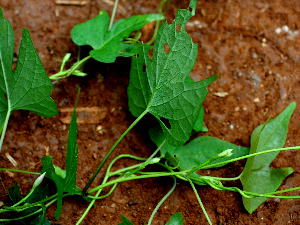  ( - BioBot02376)  @11 [ ] CreativeCommons - Attribution Non-Commercial Share-Alike (2010) Daniel H. Janzen Guanacaste Dry Forest Conservation Fund