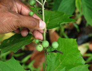  (Solanum Espinoza5751 - BioBot02391)  @11 [ ] CreativeCommons - Attribution Non-Commercial Share-Alike (2010) Daniel H. Janzen Guanacaste Dry Forest Conservation Fund