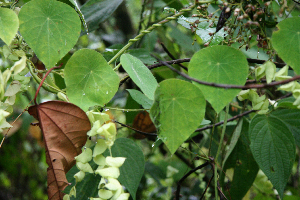  ( - BioBot02392)  @11 [ ] CreativeCommons - Attribution Non-Commercial Share-Alike (2010) Daniel H. Janzen Guanacaste Dry Forest Conservation Fund