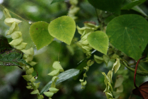  ( - BioBot02392)  @11 [ ] CreativeCommons - Attribution Non-Commercial Share-Alike (2010) Daniel H. Janzen Guanacaste Dry Forest Conservation Fund