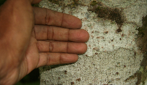  ( - BioBot02395)  @11 [ ] CreativeCommons - Attribution Non-Commercial Share-Alike (2010) Daniel H. Janzen Guanacaste Dry Forest Conservation Fund