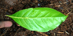  ( - BioBot02395)  @11 [ ] CreativeCommons - Attribution Non-Commercial Share-Alike (2010) Daniel H. Janzen Guanacaste Dry Forest Conservation Fund