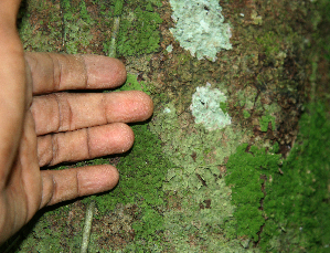  ( - BioBot02396)  @11 [ ] CreativeCommons - Attribution Non-Commercial Share-Alike (2010) Daniel H. Janzen Guanacaste Dry Forest Conservation Fund