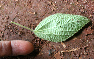  ( - BioBot02407)  @11 [ ] CreativeCommons - Attribution Non-Commercial Share-Alike (2010) Daniel H. Janzen Guanacaste Dry Forest Conservation Fund