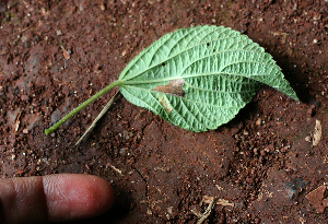 ( - BioBot02408)  @11 [ ] CreativeCommons - Attribution Non-Commercial Share-Alike (2010) Daniel H. Janzen Guanacaste Dry Forest Conservation Fund