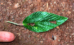  ( - BioBot02409)  @11 [ ] CreativeCommons - Attribution Non-Commercial Share-Alike (2010) Daniel H. Janzen Guanacaste Dry Forest Conservation Fund