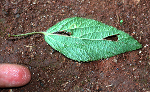  ( - BioBot02409)  @11 [ ] CreativeCommons - Attribution Non-Commercial Share-Alike (2010) Daniel H. Janzen Guanacaste Dry Forest Conservation Fund