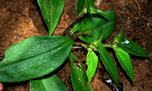  ( - BioBot02422)  @11 [ ] CreativeCommons - Attribution Non-Commercial Share-Alike (2010) Daniel H. Janzen Guanacaste Dry Forest Conservation Fund