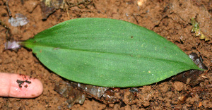  ( - BioBot02423)  @11 [ ] CreativeCommons - Attribution Non-Commercial Share-Alike (2010) Daniel H. Janzen Guanacaste Dry Forest Conservation Fund