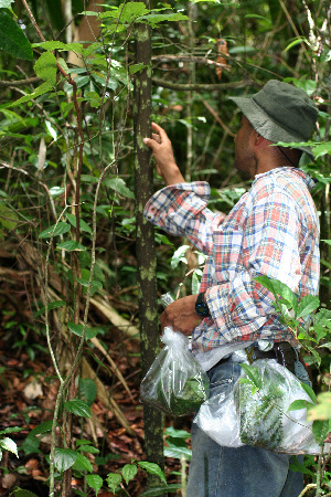  (Dracontium pittieri - BioBot02443)  @11 [ ] CreativeCommons - Attribution Non-Commercial Share-Alike (2010) Daniel H. Janzen Guanacaste Dry Forest Conservation Fund