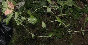  ( - BioBot05012)  @11 [ ] Copyright (2010) Unspecified Unspecified